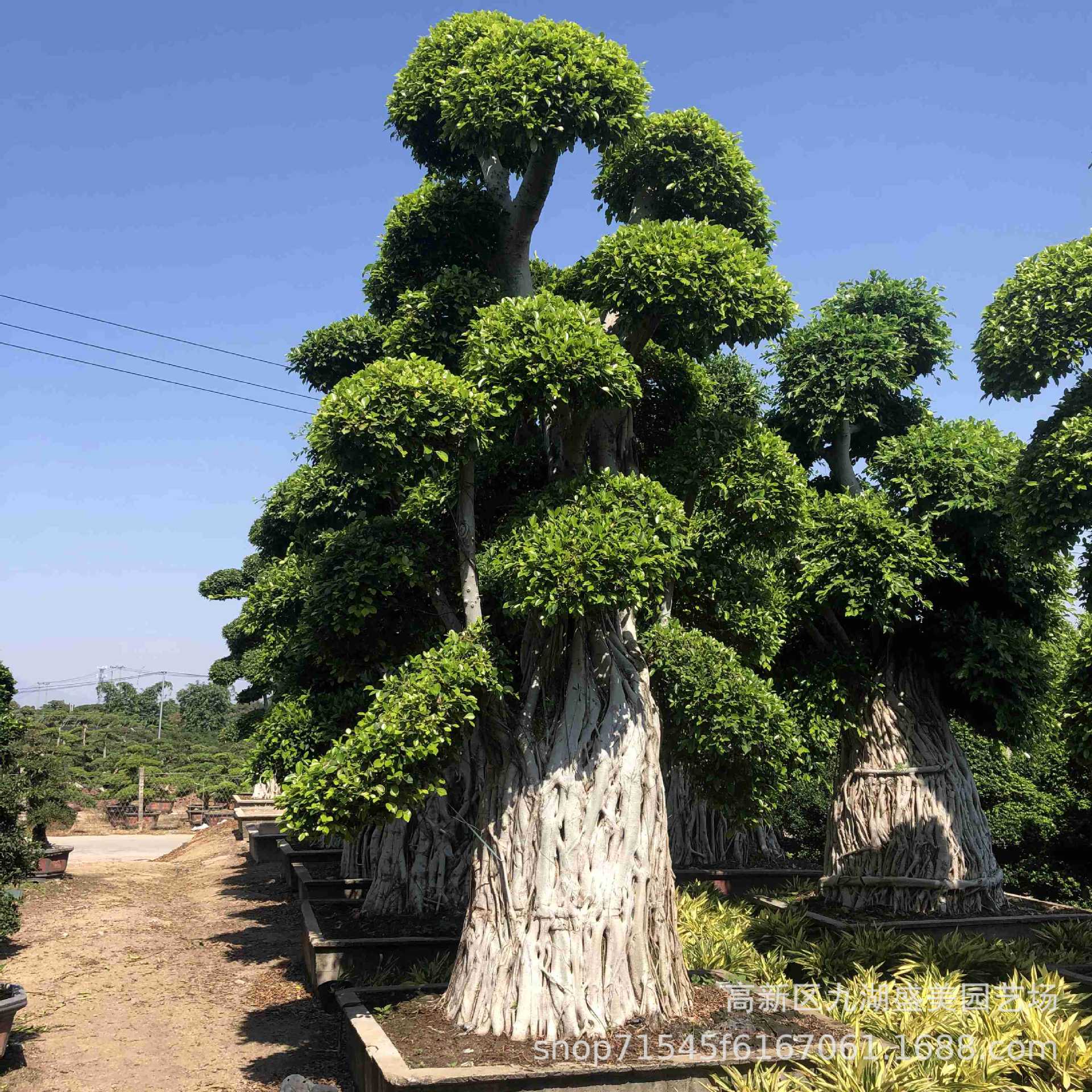 小叶榕桩头批发 小叶榕桩景报价 造型榕树盆景造型桩景细叶榕供应