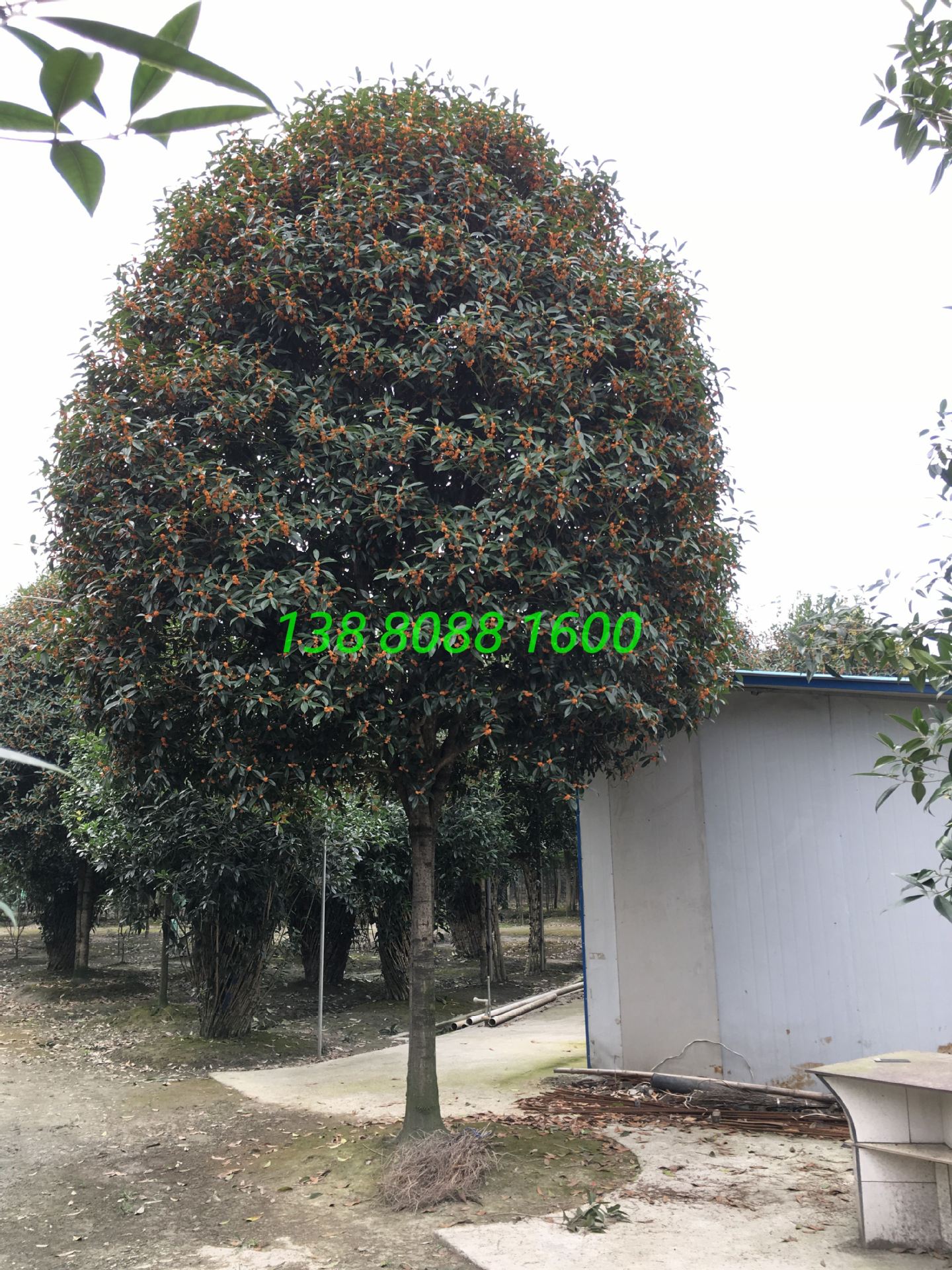 高杆长柄金桂,精品造型早红丹桂,丛生直杆状元红朱砂桂花树