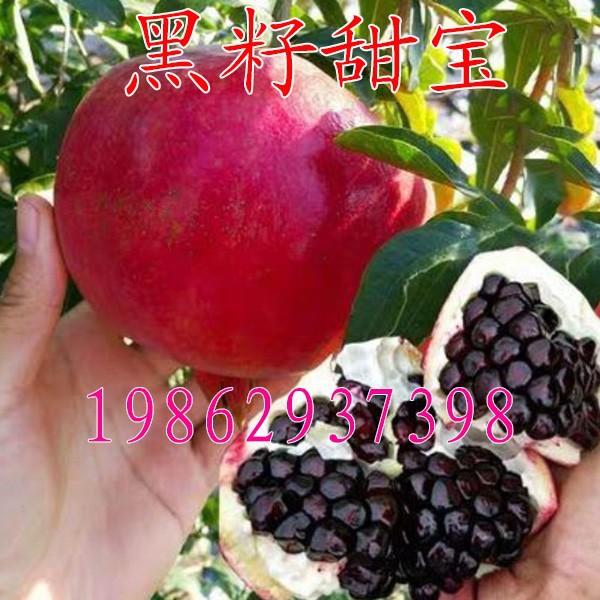 黑籽甜宝石榴苗 大果黑籽甜石榴树苗 软籽石榴果树苗南方北方种植