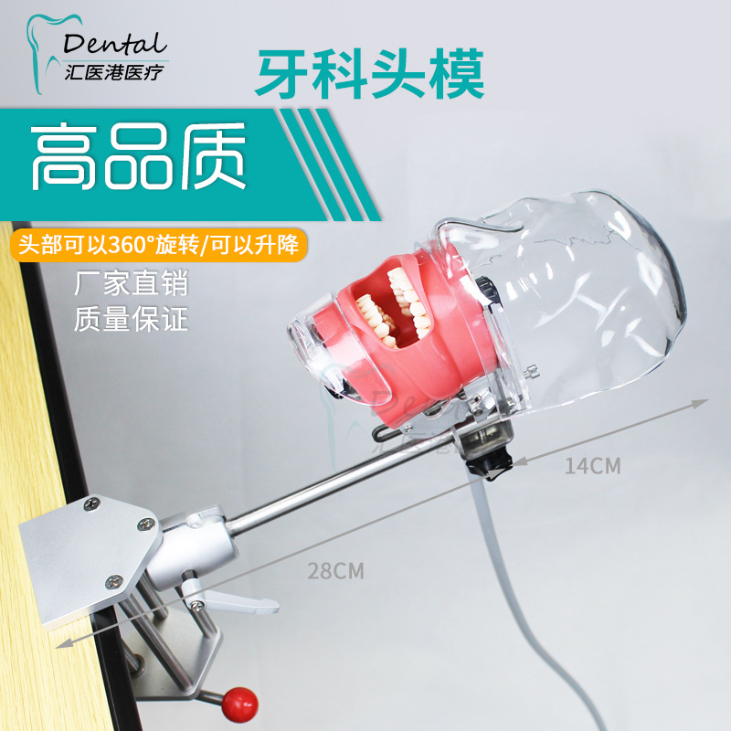 牙科教学头模 口腔仿真简易头模 学生实习练习头模 调节拆换牙齿