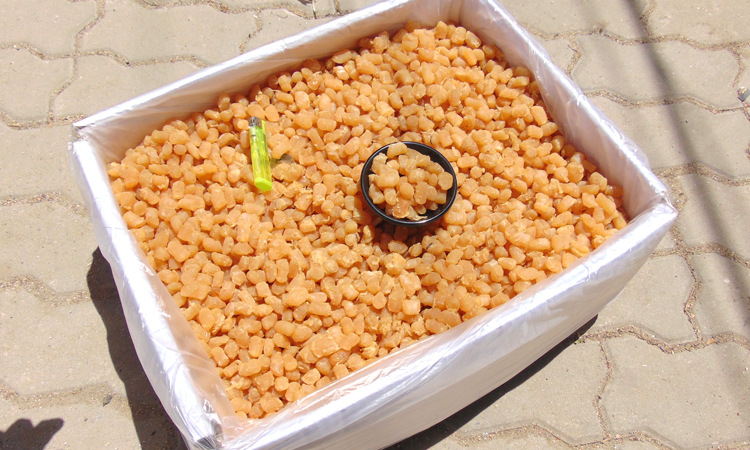 300多头干贝瑶柱海鲜干货扇贝柱煲粥煲汤用大号商用批发500g代发