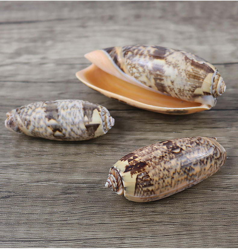 天然海螺贝壳仙女螺匪螺珠子螺标本螺收藏品摆设鱼缸造景装饰一斤