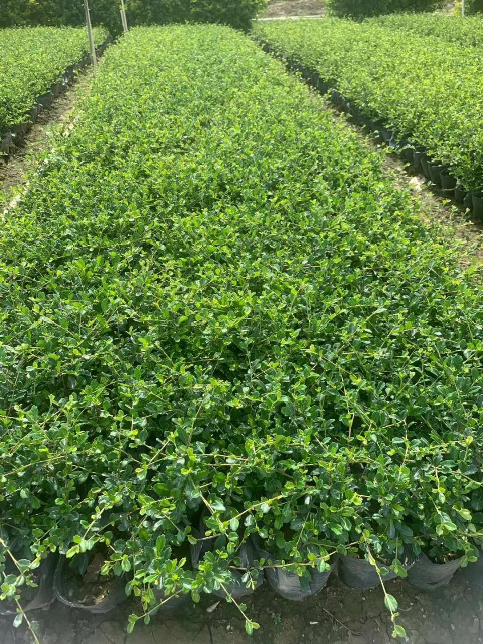 盆栽福建茶1年地被树苗,多种规格,数量充足,绿化工程花苗