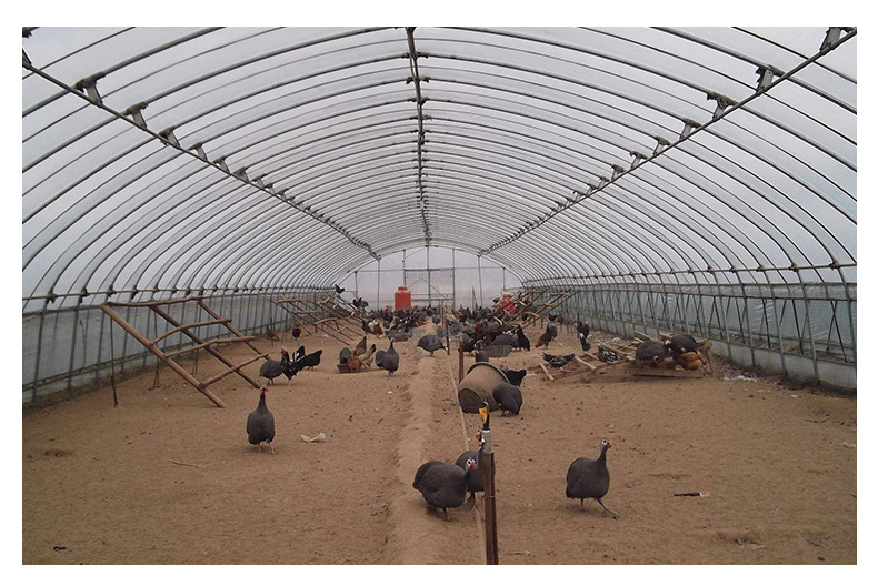 【养殖大棚】新款定制家畜养殖大棚 骨架钢家禽单体连体养殖大棚