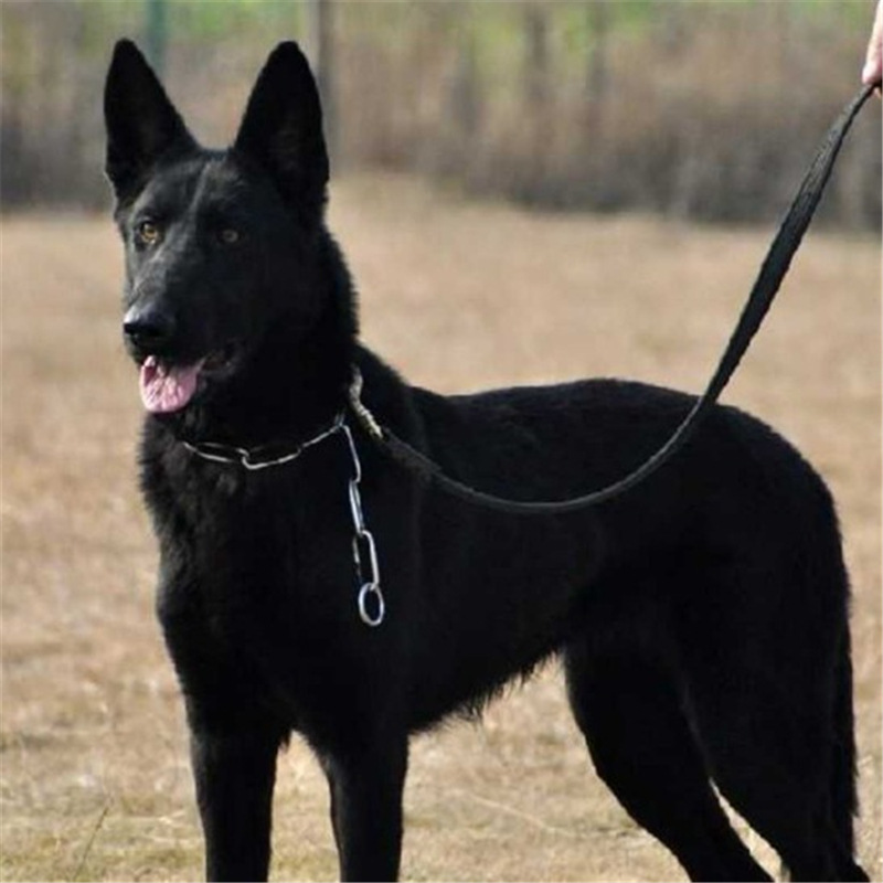 一手货源出售墨界黑狼犬大型看家护院犬黑狼活体幼犬活狗全身乌黑