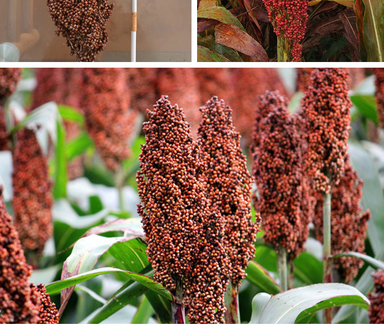 矮杆糯高粱种子 农田种中熟三系杂交矮杆高粱种子 杂粮种子