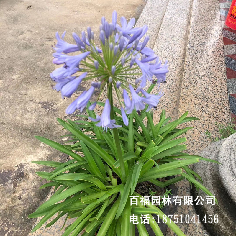产地批发百子莲 两年生小苗  多年生地被花卉植物 花境花海植物