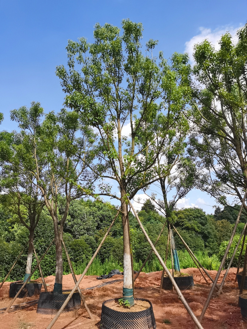 基地供应移植多杆香樟 全冠移植香樟树苗 丛生常绿香樟苗栽培批发