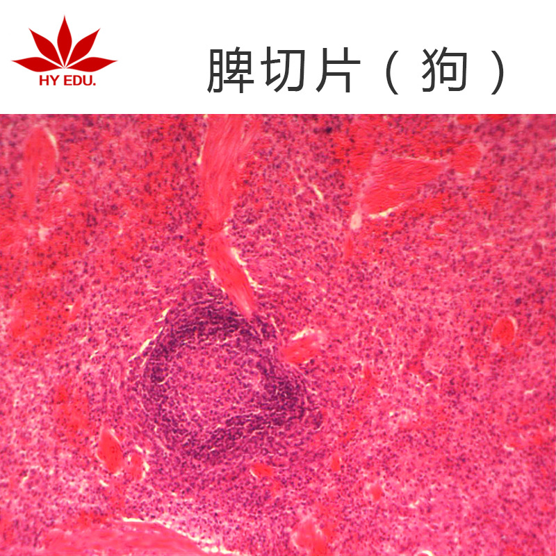 结构清晰显微玻片标本 动物组织细胞切片显微镜狗脾切片