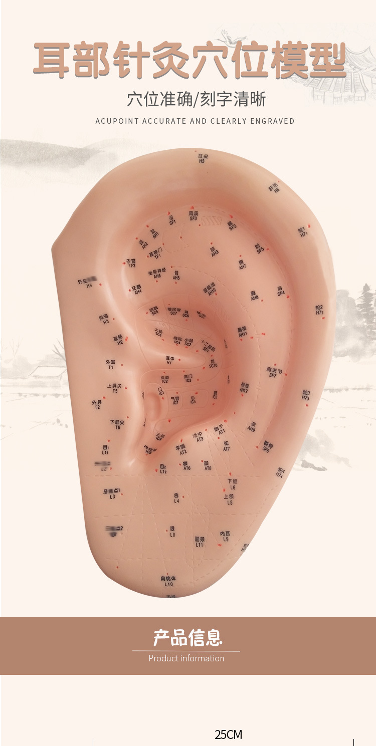 丰帆针灸耳部穴位模型大号耳穴反射区模型图人体耳朵按摩教学