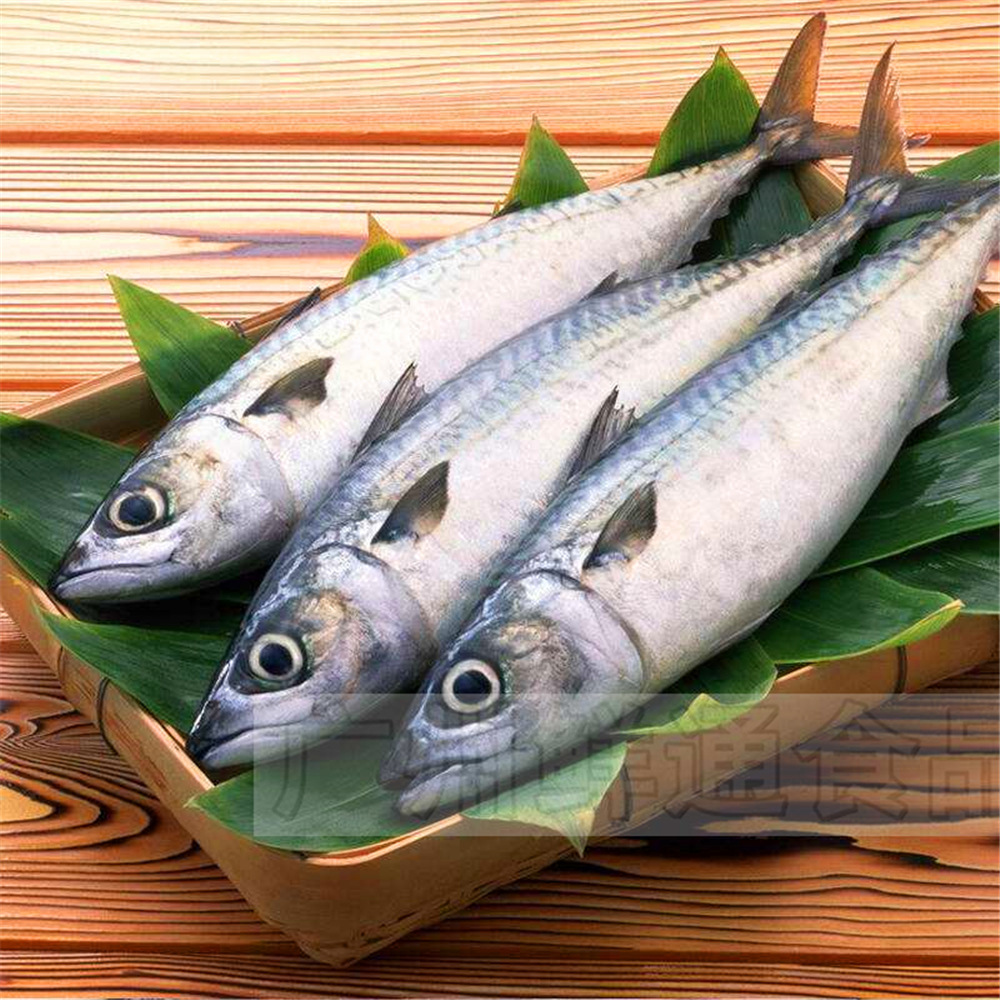 【整条青花鱼】10kg日本料理碳烤烧烤寿司居酒屋下酒菜挪威靖鱼