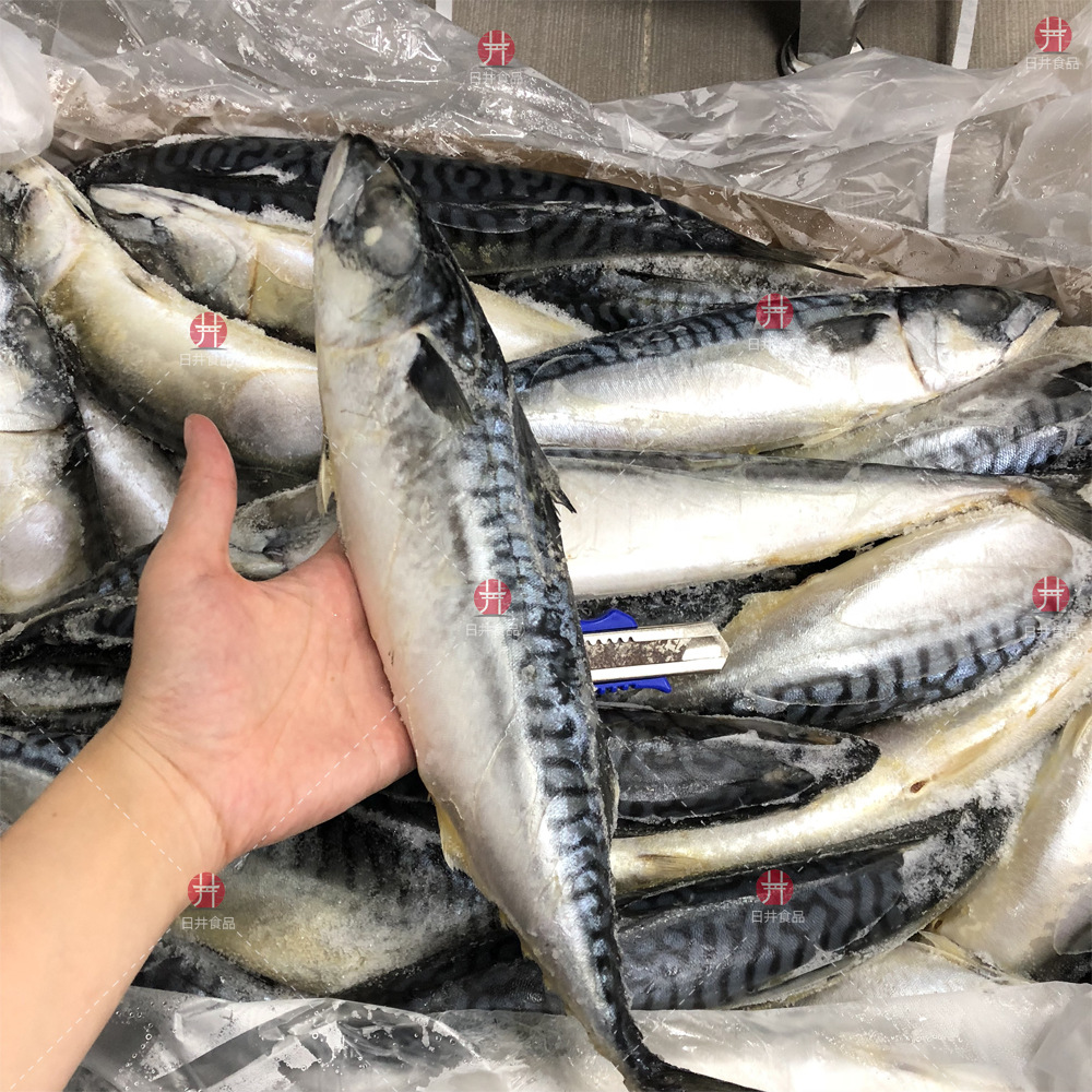 400-600挪威青花鱼 日式料理 冷冻青花鱼鲭鱼香煎 烧烤用 20kg/件