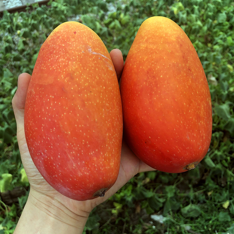 5成交1791件相似海南贵妃芒果 当季新鲜大青芒金煌甜心芒