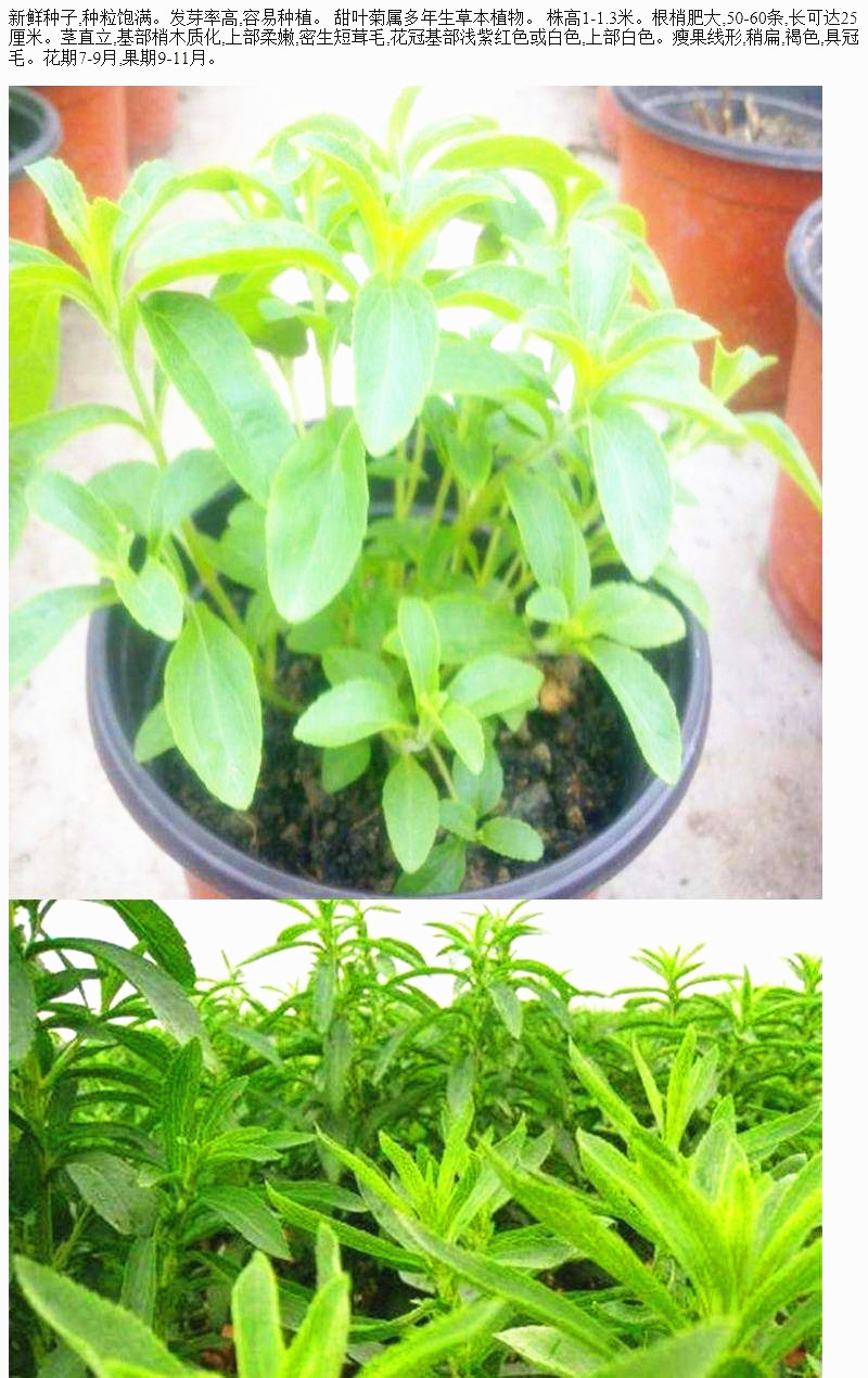 甜叶菊种子甜菊香草种子 甜菊叶花草茶 阳台花卉种子原生纯种