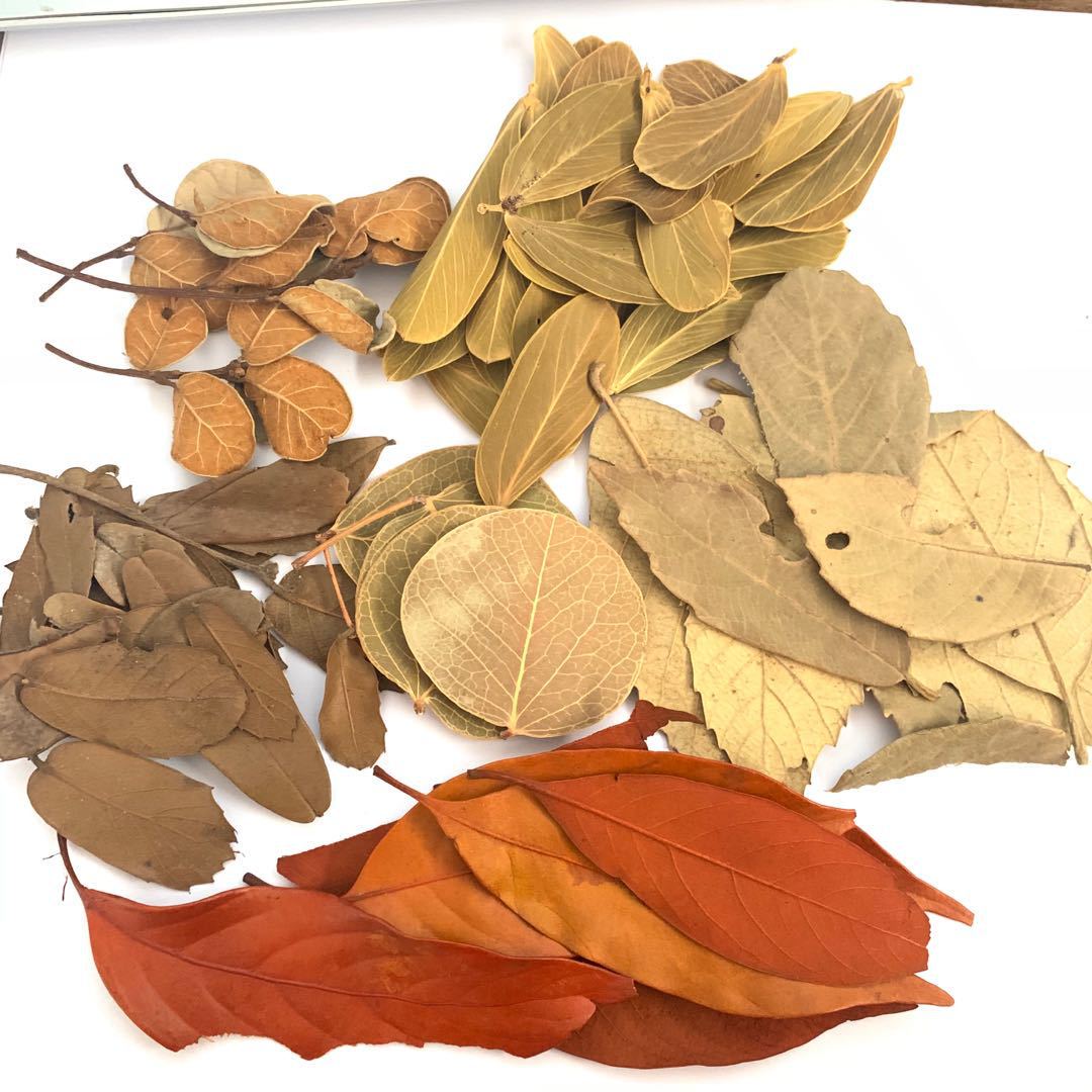 绿色叶子30克(cm)规格如图形状树叶材质否是否进口121货号211产品编