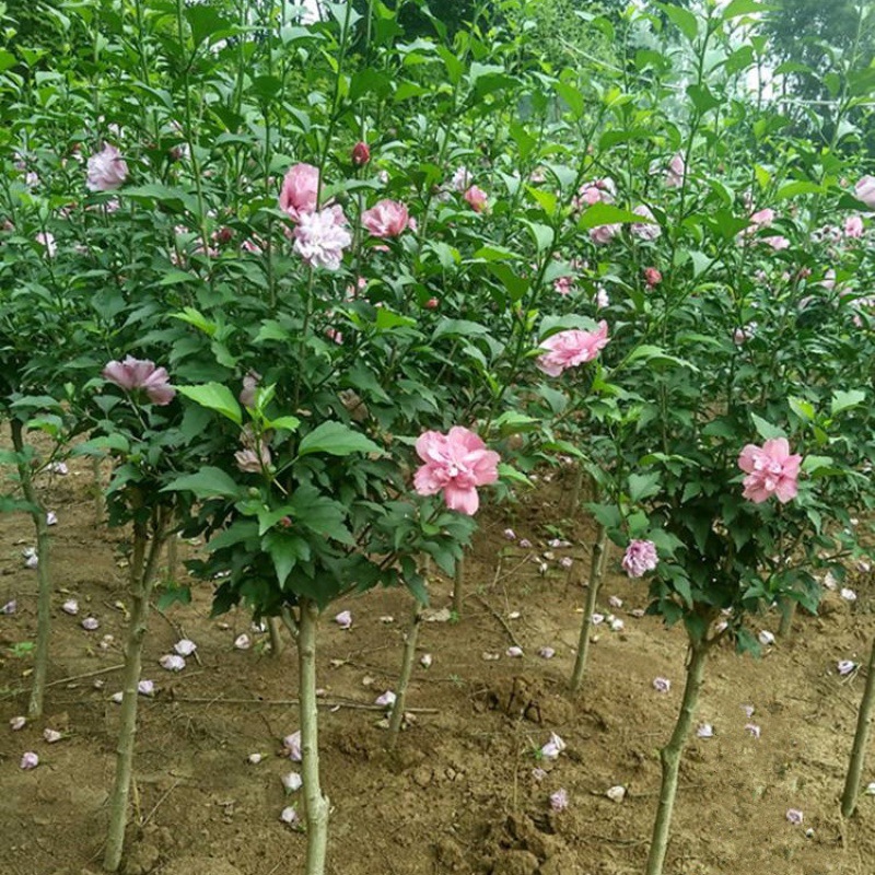 供应园林绿化工程苗木 木槿价格木槿 丛生木槿 庭院植物当年开花