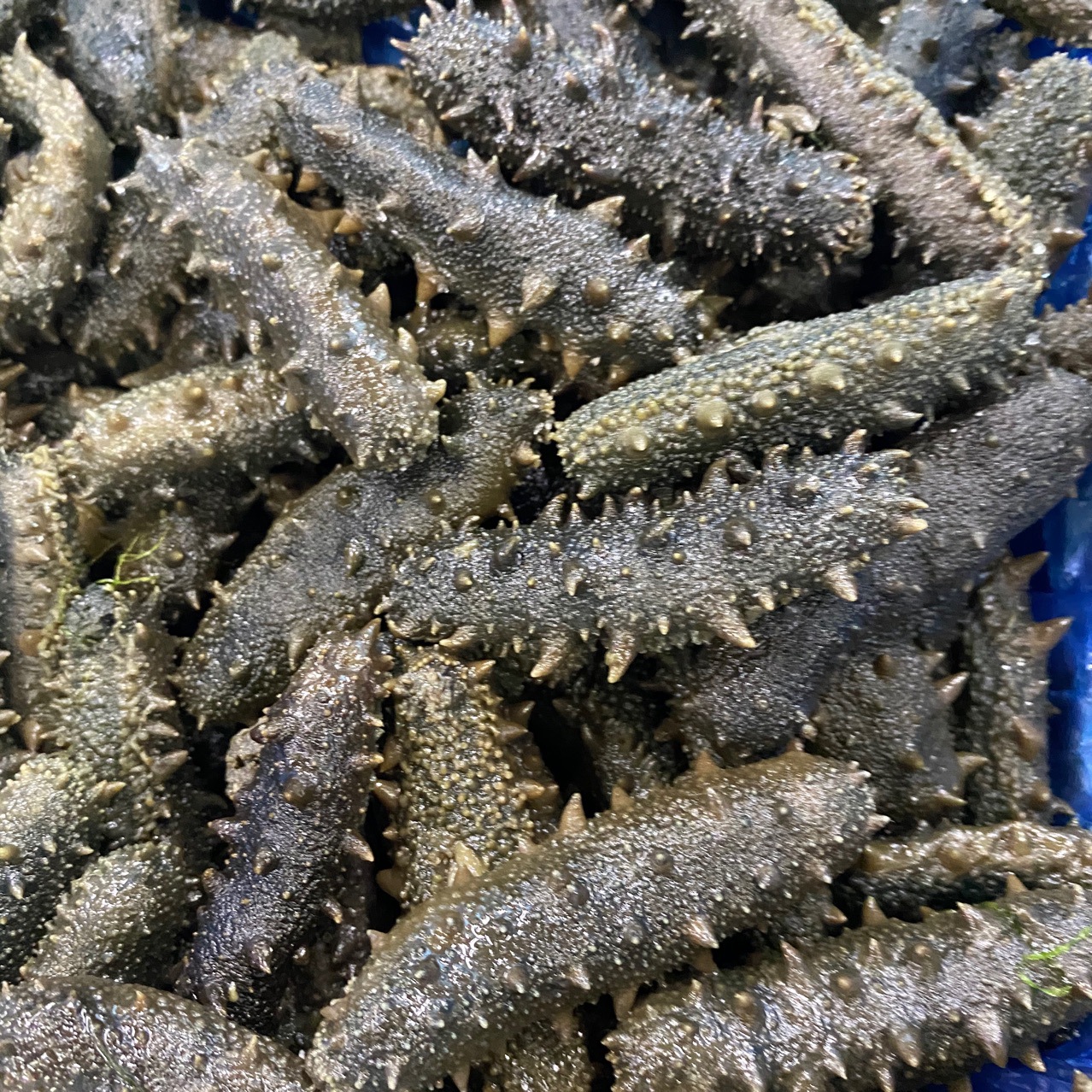 盐干海参食品工艺其他净重(规格)500(g)保质期360(天)售卖方式食用农