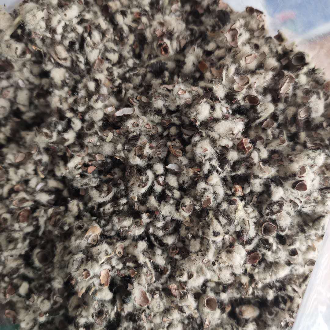 供应棉籽壳 中绒中壳 小壳长绒棉籽壳 食用菌用棉籽壳