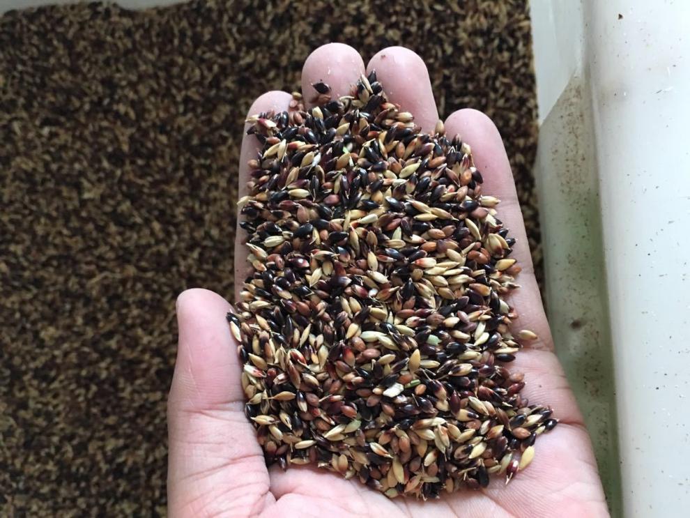 苏丹草种籽 四季鱼草种子喂鱼草籽养殖渔牧草畜牲口鸡鸭鹅兔子