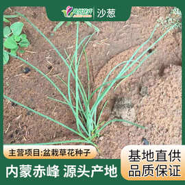 沙葱种子 内蒙古甘肃民勤 野生沙葱种子 野葱种子家庭菜园