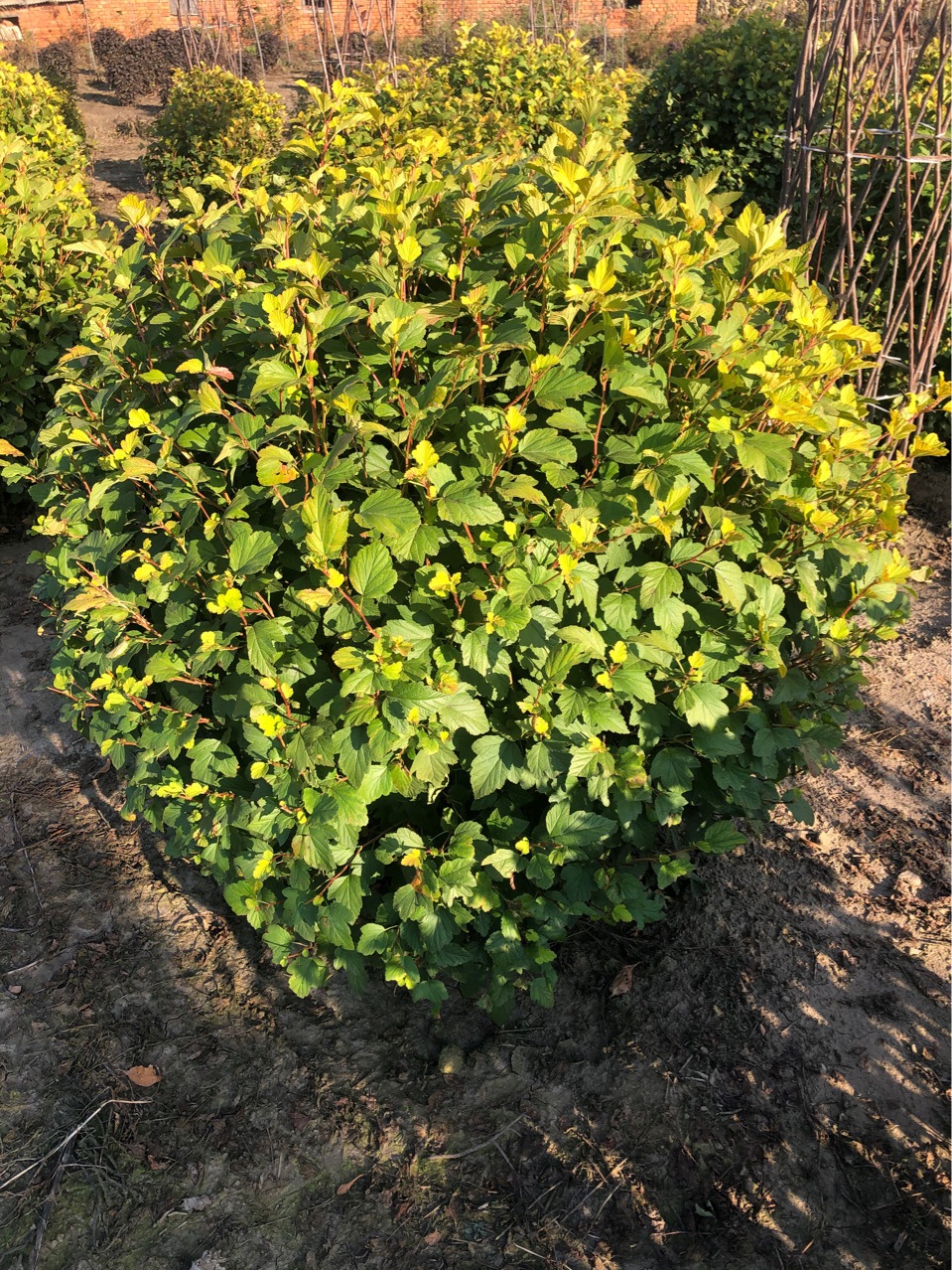 苗农批发金叶风箱果球1-1.5米冠幅 金叶风箱果基地小苗批发