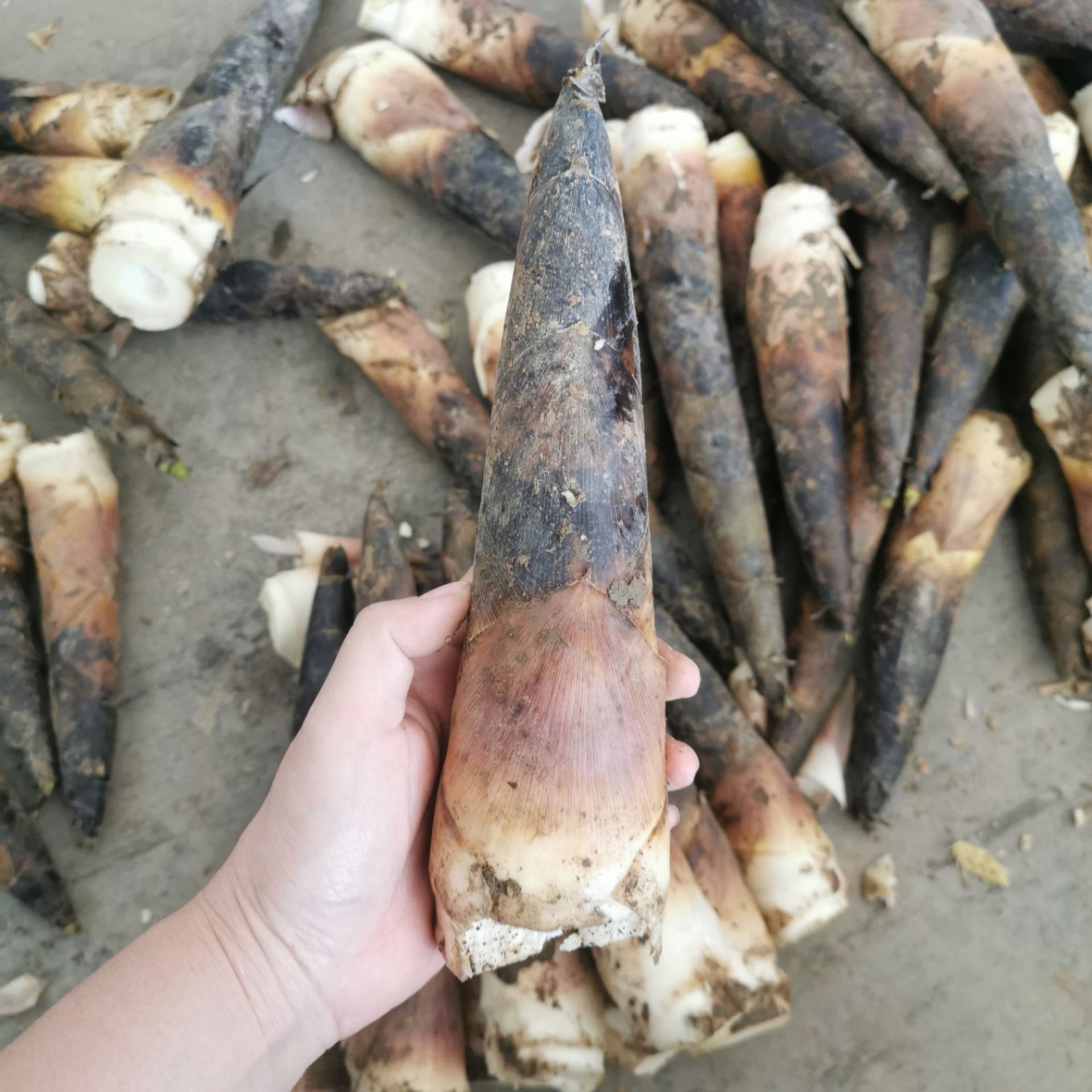 【一县一品】临安天目山春笋:比肉还鲜的美味