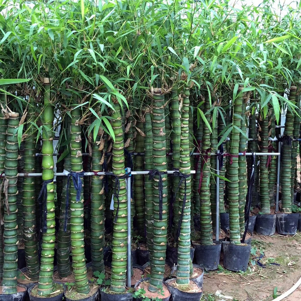 福建佛肚竹批发佛肚竹产地价格罗汉竹基地报价规格齐全