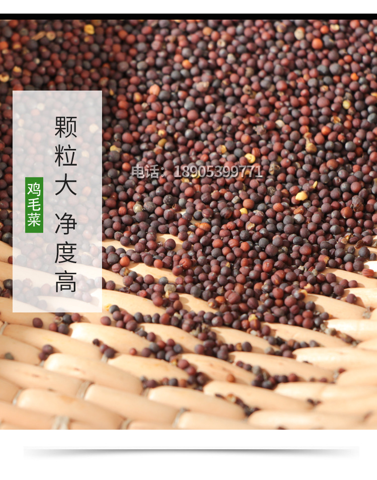 批发鸡毛菜种子芽苗菜种植阳台盆栽种菜无土栽培水培特色蔬菜种子