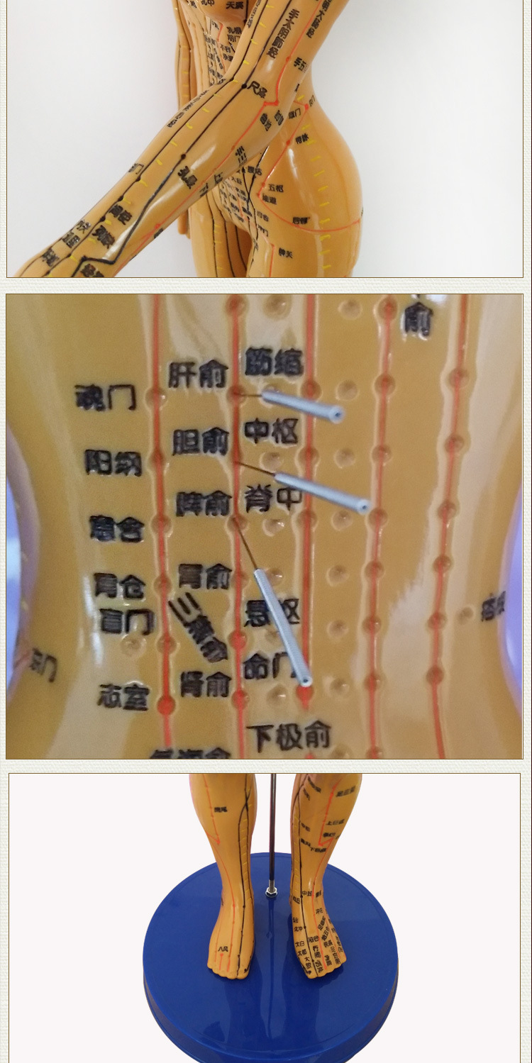 人体针灸模型十二经络 穴位中医全身铜人模特图 可扎针练习小皮人