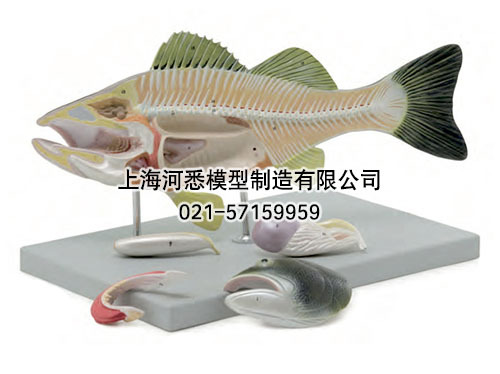 鲈鱼解剖模型
