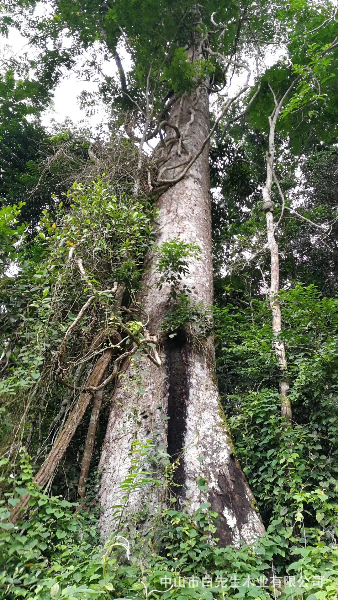 中山厂家直销 奥卡圆盘豆黄花梨非洲紫檀木蜡油自然色实木地板