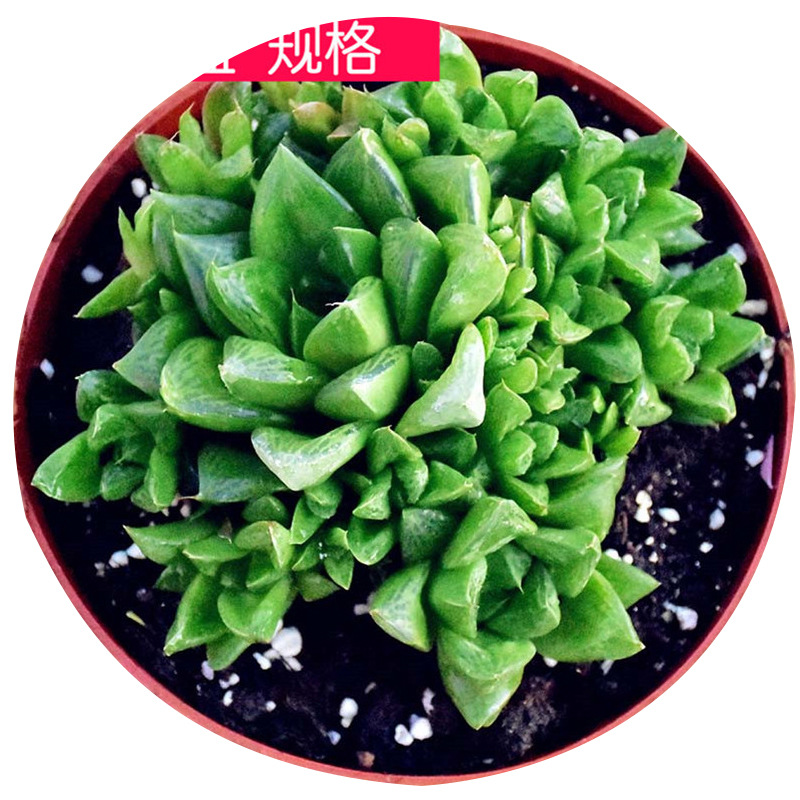 京之华群生盆栽多肉植物盆栽云南多肉植物批发基地大棚直供