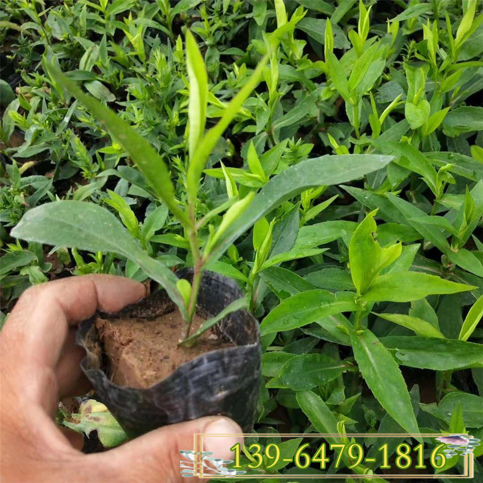 花卉高山紫菀黑杯苗 多芽欧洲紫菀花苗 耐寒耐旱紫菀小苗基地