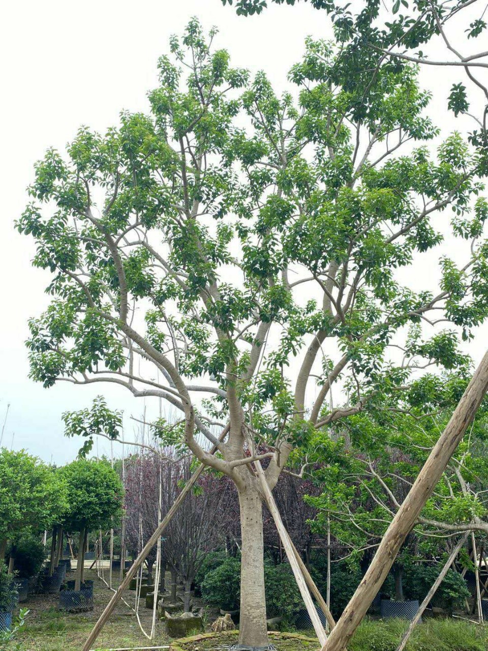 万紫千红绿化树