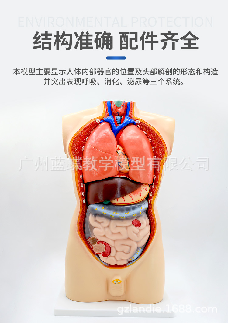 85cm男性躯干模型19件人体器官模型人体内脏教学模型人体模型