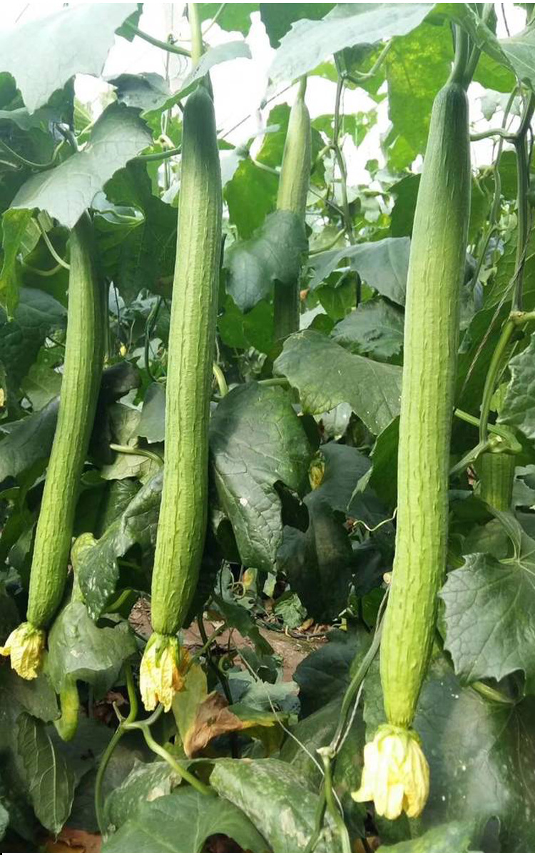 玉龙丝瓜种子长丝瓜种籽耐寒抗热春四季早熟高产大棚露地蔬菜种孑