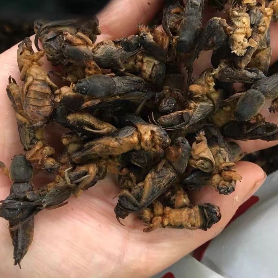 蝼蛄lougu产地广西北海市10月产新180元每公斤包邮土狗崽,地牯牛