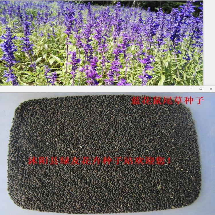 批发林下鼠尾草种子 鼠尾草 蓝花鼠尾草