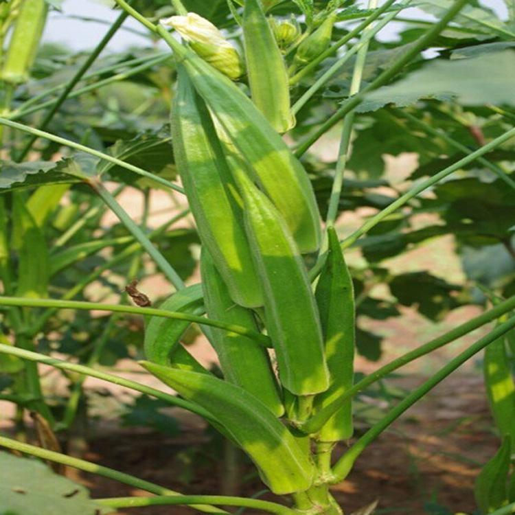 散装高产黄秋葵 羊角葵种子 菜园四季播种可多次采摘蔬菜种籽批发