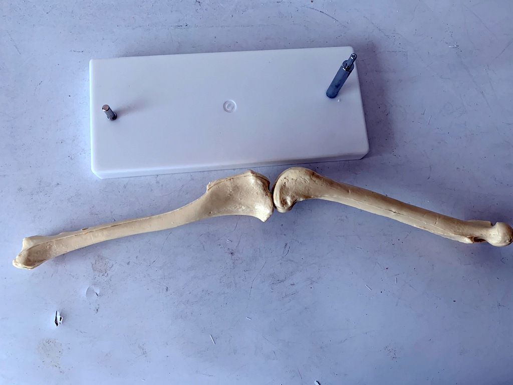 狗骨骼关节模型 狗后肢骨 犬后肢骨关节演示 犬后腿骨骼演示教具