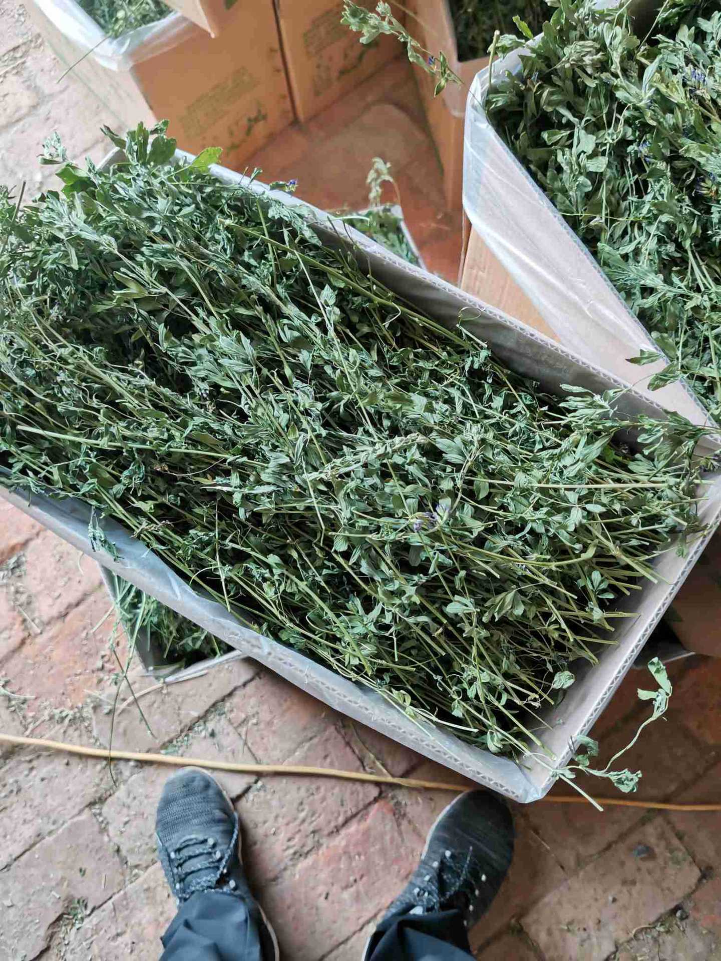 苜蓿草紫花苜蓿草饲料幼兔兔子草龙猫荷兰猪牧草兔粮苜宿草牧草