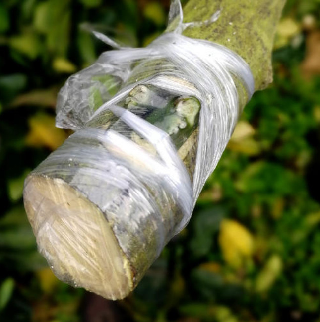 水果树嫁接膜果树幼苗木嫁接膜全新pe材料超薄农业通用嫁接膜