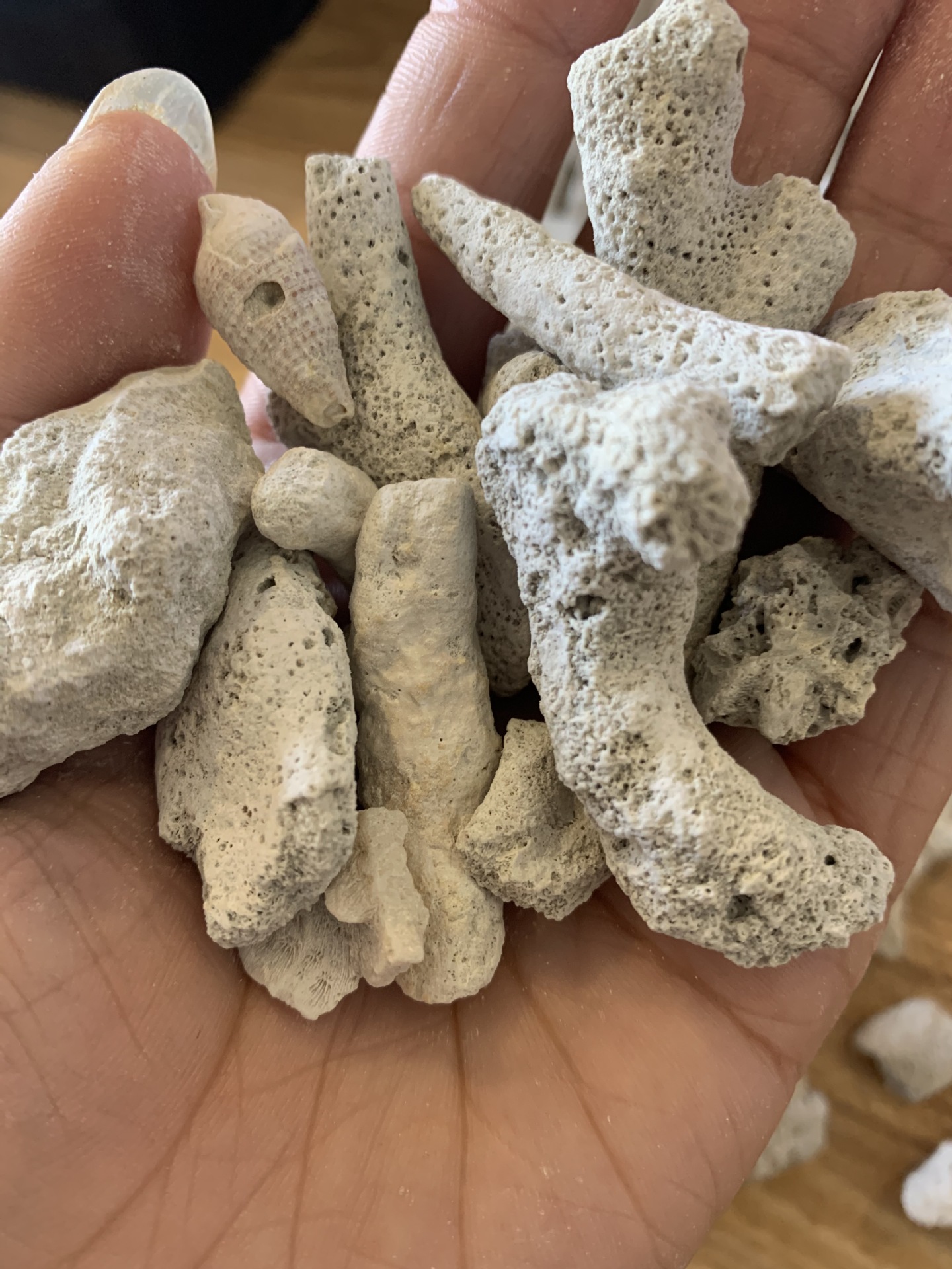 优质珊瑚沙厂家直供底砂碎珊瑚砂 鱼缸滤材用珊瑚骨水族过滤材料