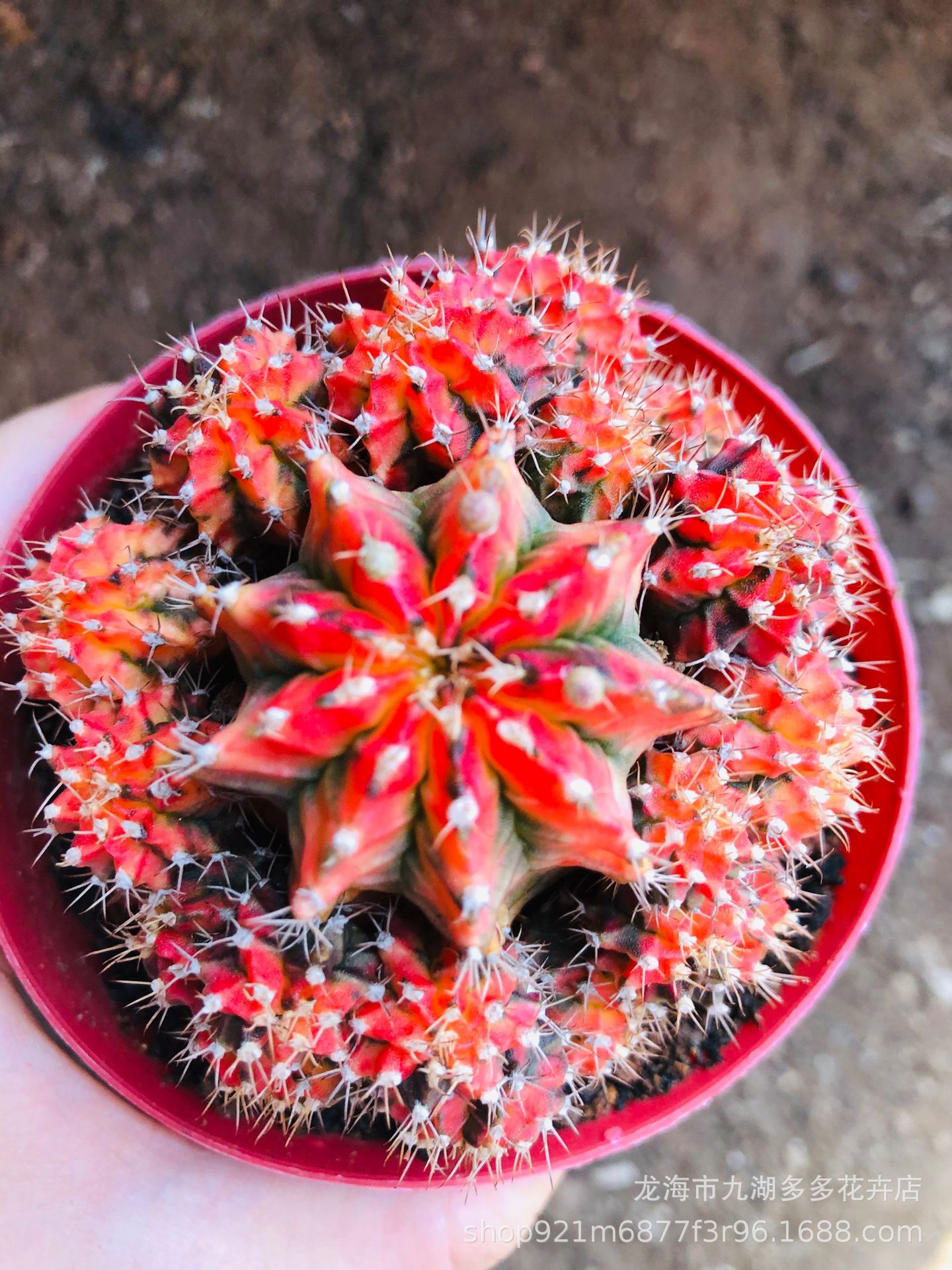 仙人球多肉植物批发 五彩菲牡丹锦 带很多崽崽 7-8公分 须根