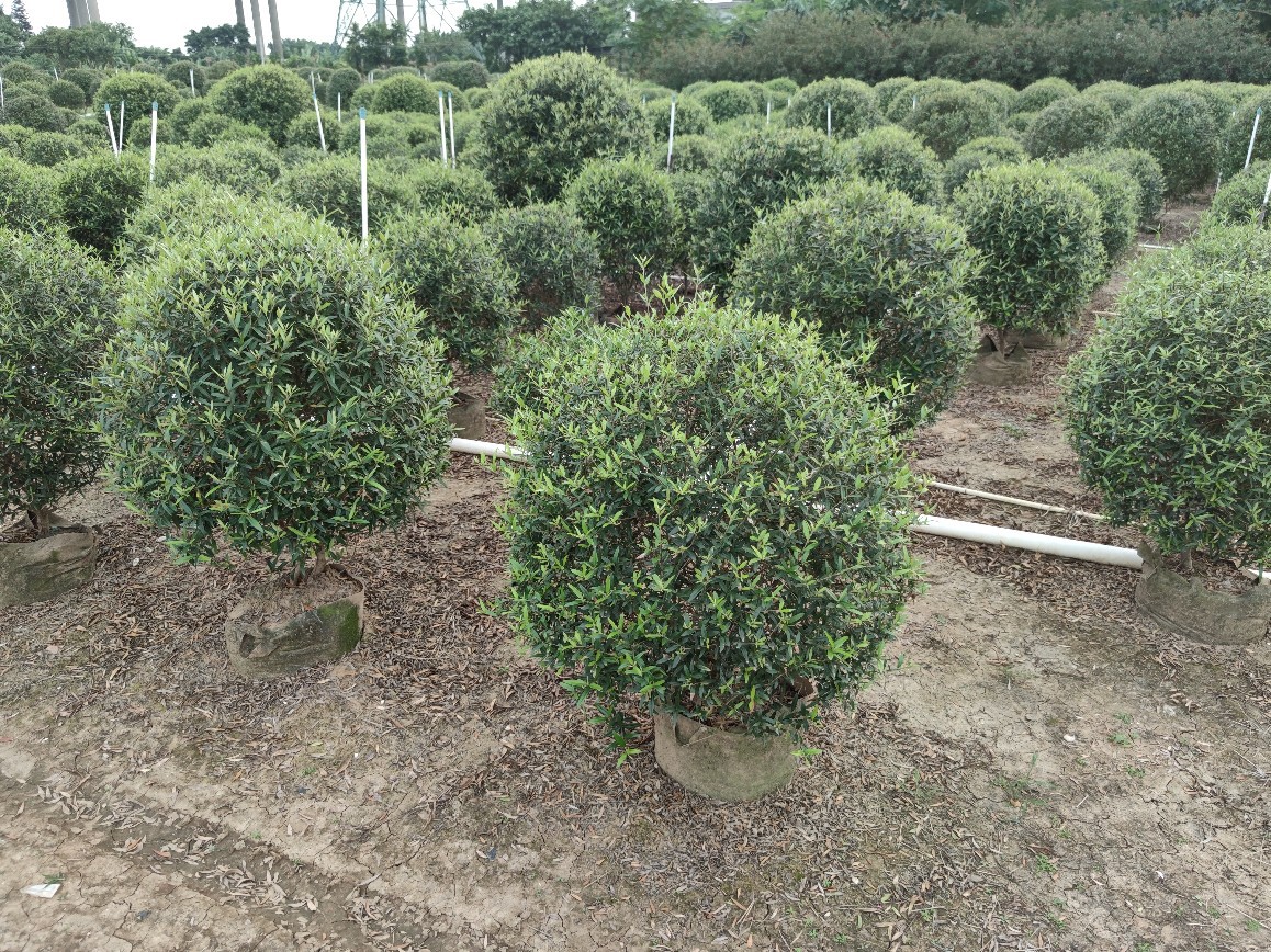 2010基地批发供应尖叶木犀榄60200cm球形木樨榄球常绿灌木