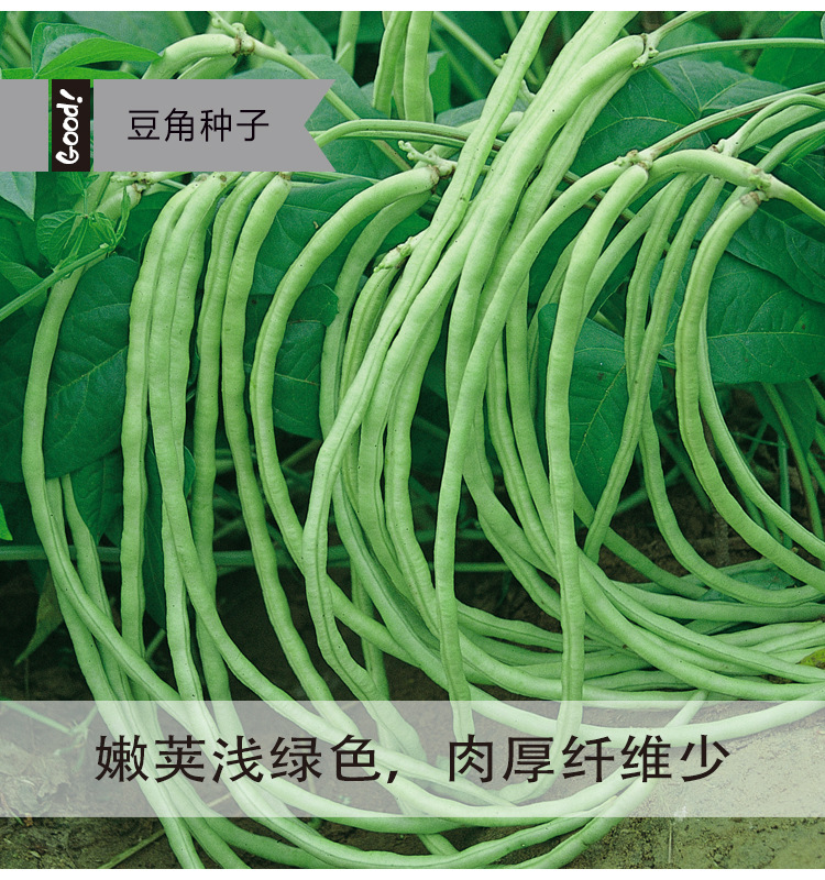 无架豆种子不撘架长豆角种籽豇豆四季播种盆栽田园易种蔬菜菜种子