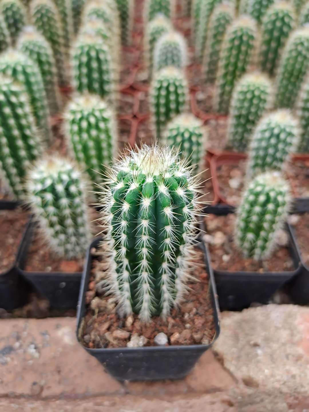 青衣柱仙人掌热带沙生植物盆栽 办公室内仙人柱花卉绿植