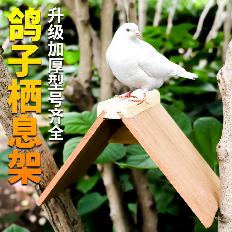 鸽子用品用具大全信鸽站架栖架栖息架赛鸽鸽具息落架站台鸽用实木