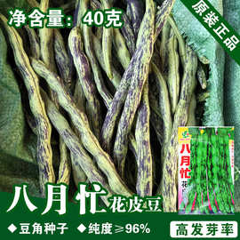 豆角种子豆角籽豇豆种子无丝豆种子
