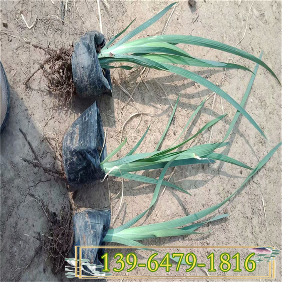 宿根花卉绿色植物马兰花小苗基地多年生宿根花卉马兰幼苗批发